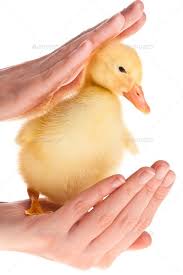 Little Duckling By Goinyk Little Yellow Duckling On Human Hands Goinyk Duckling Yellow Hands Ducklings Cute Animals Duck House