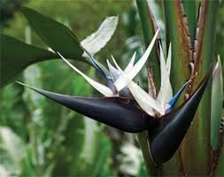 Mexican Bird Of Paradise Plant Varieties The Soul Is Bone White Bird Of Paradise Flower Strelitzia Nicolai Birds Of Paradise Plant Birds Of Paradise Flower Plants