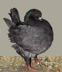 2 6 Indigo Andalusian Pigeon Genetics Rare Colors