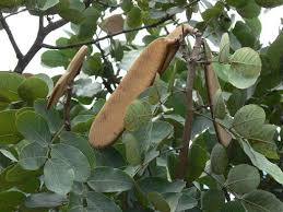 Image result for Isoberlinia