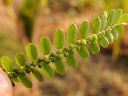 Image result for Phyllanthus udoricola