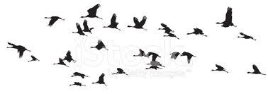 Birdrama offers you thousands of birds pictures posted by players. Birds Group Balck And White Clipart Images
