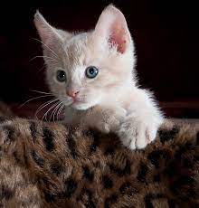 #kitty #cat kitty #kitty photos #. Kitty Cat Kitten Free Photo On Pixabay