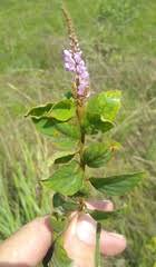 Image result for Polhillides velutina