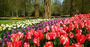 Die pflanzen vertragen zwar leichten frost, aber richtig wachsen können sie erst, wenn es frostfrei bleibt holland ist mit seiner berühmten tulpenblüte ein besonders beliebtes reiseziel im frühling. Keukenhof Und Blumenkorso Tulpenblute Holland