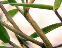 Image result for Sacciolepis rigens