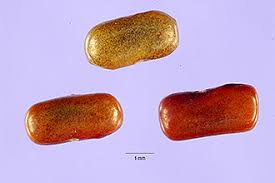 Image result for Sesbania sericea