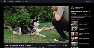 How to train a husky. Brandon Mcmillan Teaches Dog Training Masterclass Review Benjamin Mcevoy