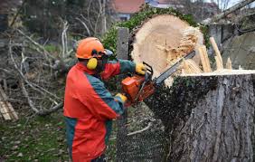 We did not find results for: Abattage D Arbre Prix Autorisations Et Conseils