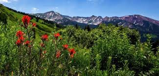 Check spelling or type a new query. Crested Butte Full Of Flowers The Durango Herald