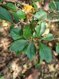 Image result for Dovyalis zeyheri