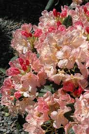 Percy Wiseman Rhododendron Rhododendron Percy Wiseman At Connon Nurseries Cbv Rhododendron Plants Flowering Shrubs