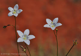 Image result for Wahlenbergia androsacea
