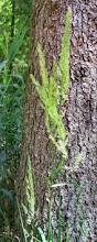 Image result for Agrostis epigejos