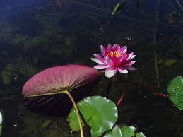 Image result for Nymphaea
