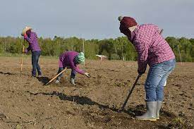 12 essential garden tools for the beginner. Hmong Gardeners In America S Dairyland Sapiens