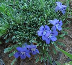 Image result for Aptosimum procumbens