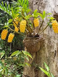 Image result for Dierama densiflorum