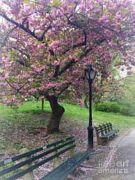 The festival will also celebrate the rich history of huntington beach's sister city relationship with anjo, japan, set in beautiful central park, while the cherry blossom trees are in full bloom. Pink Cherry Blossom Tree Central Park In Spring Photograph By Miriam Danar