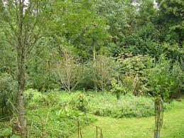 creer une foret comestible en permaculture jardin foret jardin permaculture permaculture