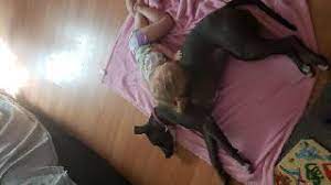 The names of the child and mother weren't released. Pet Daycare In Canal Pointe Psl Port St Lucie Psl Doggy Daycare Petbacker Florida