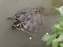 Loch Lomond: Turtle Loch Walk
