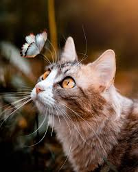 Maybe you would like to learn more about one of these? Travel Nature Explore On Instagram This Is So Adorable Do You Like Cats Follow Wonderful Areas For More Beautiful Conten Cats Cute Cats Cat Pics