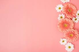 Fundo Rosa Com Margaridas E Gerbera Flores Flower Phone Wallpaper Pink Background Wallpaper Nature Flowers