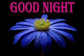 Free Download Beautiful Collection Of Hd Good Night Flowers Images Good Night Pictures With Fl Beautiful Good Night Images Good Night Flowers Good Night Image