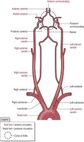 Image result for Posterior Circulation