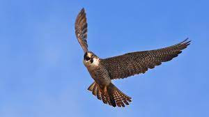 Regarded by falconers and biologists alike as one of the noblest and most spectacular of all birds of prey. Peregrine Falcon U S National Park Service