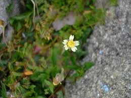 Image result for Tridax
