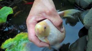 How long does a catfish stay pregnant? Pregnant Fish Youtube