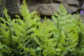 Image result for Osmunda regalis