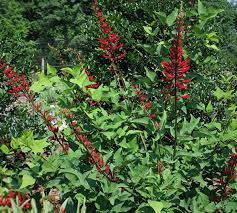 Image result for Erythrina × coddii