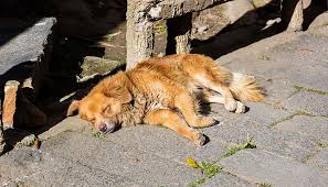 El 27 de julio se conmemora en todo el mundo el día del perro callejero, denominación totalmente arbitraria ya que no hay animales callejeros sino animales en situación de calle, avisa la convocatoria para el evento organizado por comunidad animalista argentina. Dia Mundial Del Perro Diario La Republica