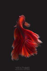 Coffeenuts Peces De Acuario Betta Fotos De Animales