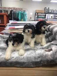 Cupids havanese puppies make wonderful additions to family homes. We Have Three Lowchen Cross Pet Essentials Hamilton Facebook