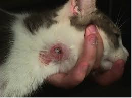 Bot fly larvae are dangerous to puppies and kittens. Cuterebra West Hill Animal Clinic