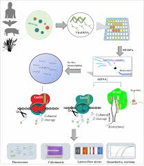 The interactive form of the currency calculator ensures navigation in the actual quotations of world currencies according to open exchange rates and displays. Frontiers Next Generation Molecular Diagnostics Development By Crispr Cas Tool Rapid Detection And Surveillance Of Viral Disease Outbreaks Molecular Biosciences