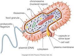 Cell 7 Prokaryotic Cell Pictures Prokaryotic Cell Diagram Prokaryotic Cell Cell Diagram Prokaryotes