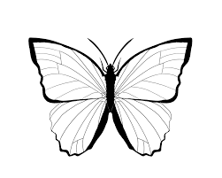 Use the download button to view the full image of blue morpho butterfly coloring pages download, and download it in your computer. Coloring Blue Morpho Butterfly Drawing Novocom Top