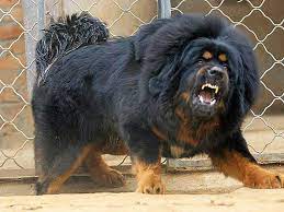 Tibetan Mastiff Tallest Dog Breed Tallest Dog Breed Big Dogs Tibetan Mastiff