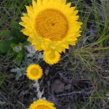 Image result for Helichrysum aureo-nitens