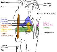 Start studying articulation du genoux. Genou Wikipedia