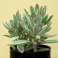 Image result for Senecio pachyrhizus