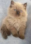 Mink Ragdoll | Mink Ragdoll Kittens | Seal Mink Ragdoll Cats