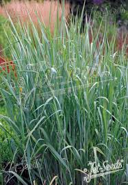 Image result for Aizoon virgatum