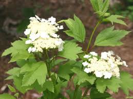 This compact form of american cranberrybush was discovered by pat perkins at bailey nurseries. American Cranberry Bush The Morton Arboretum