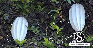 Image result for Telfairia occidentalis